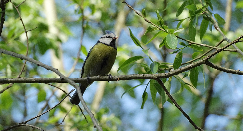 Modraszka zwyczajna, modraszka, sikora modra (Cyanistes caeruleus)