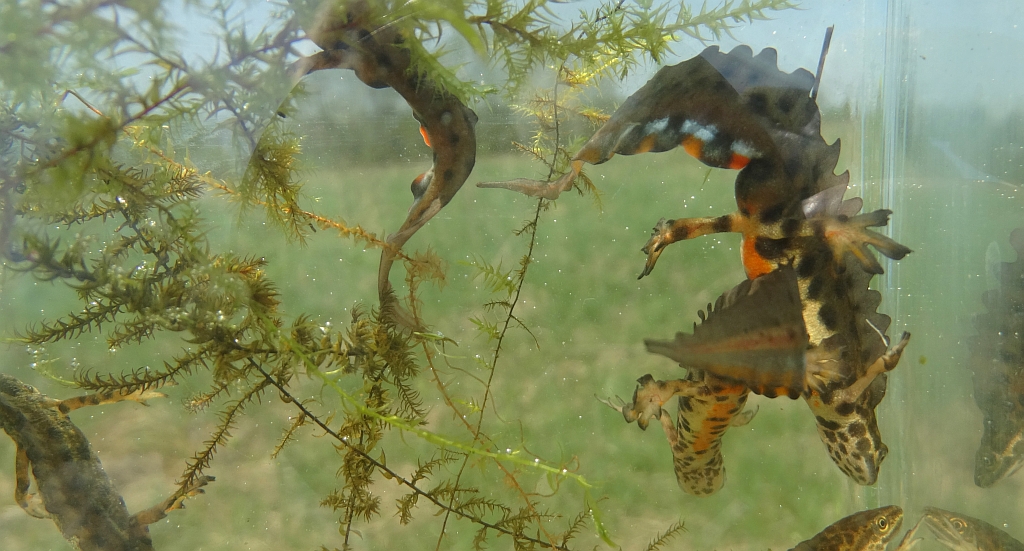 Traszka zwyczajna (Lissotriton vulgaris)