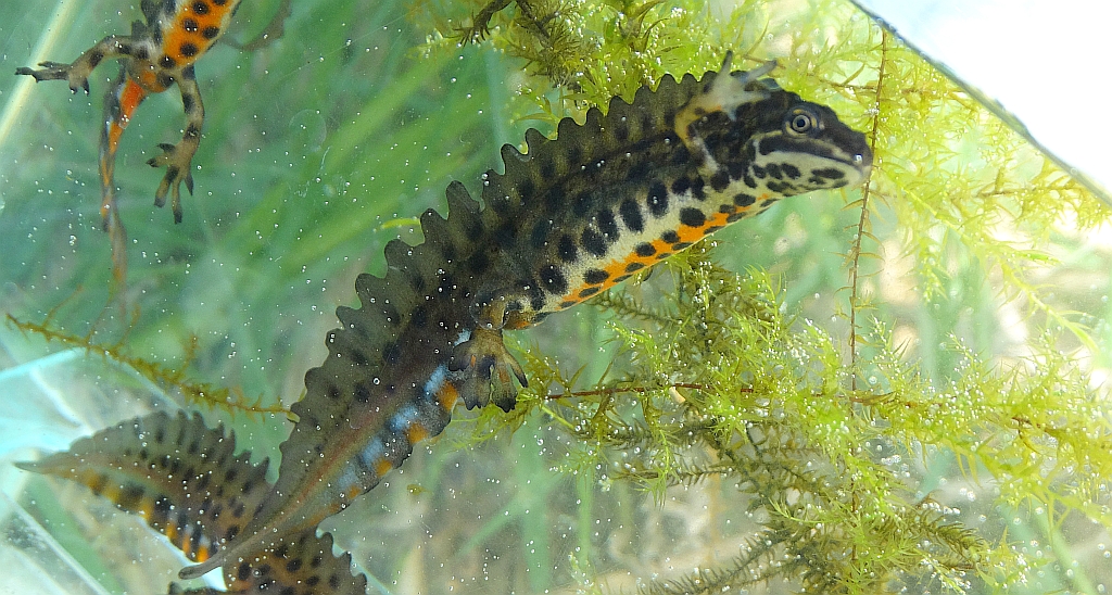 Traszka zwyczajna (Lissotriton vulgaris)