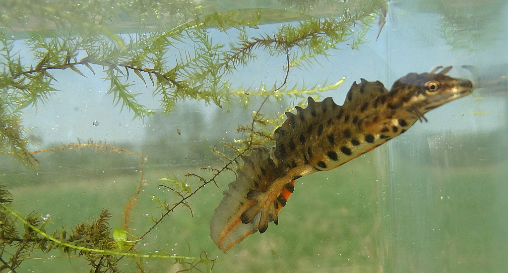 Traszka zwyczajna (Lissotriton vulgaris)