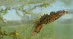 Traszka zwyczajna (Lissotriton vulgaris)