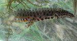 Traszka zwyczajna (Lissotriton vulgaris)