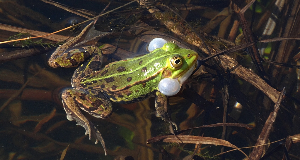 Żaba wodna (Rana esculenta)