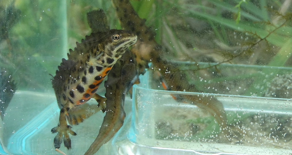 Traszka zwyczajna (Lissotriton vulgaris)