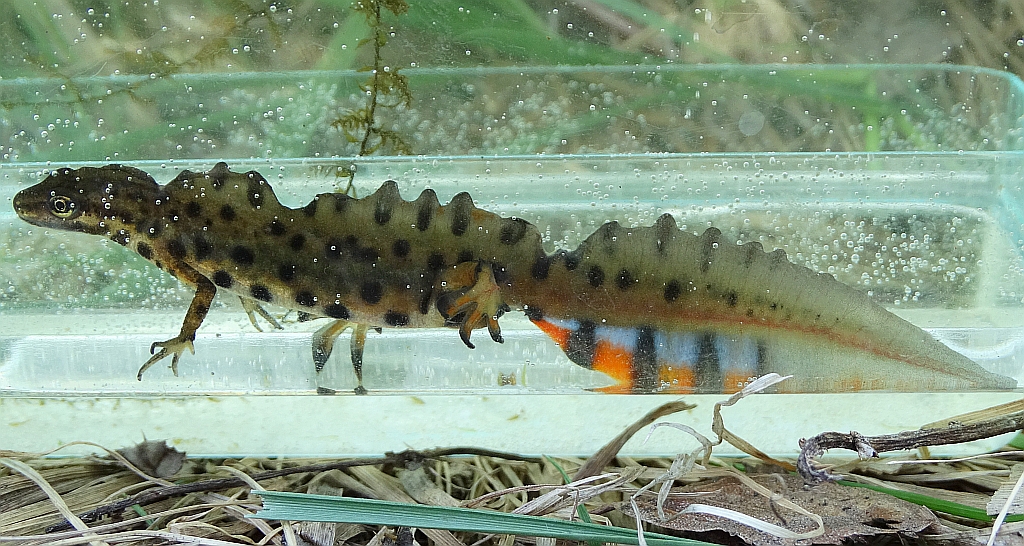 Traszka zwyczajna (Lissotriton vulgaris)