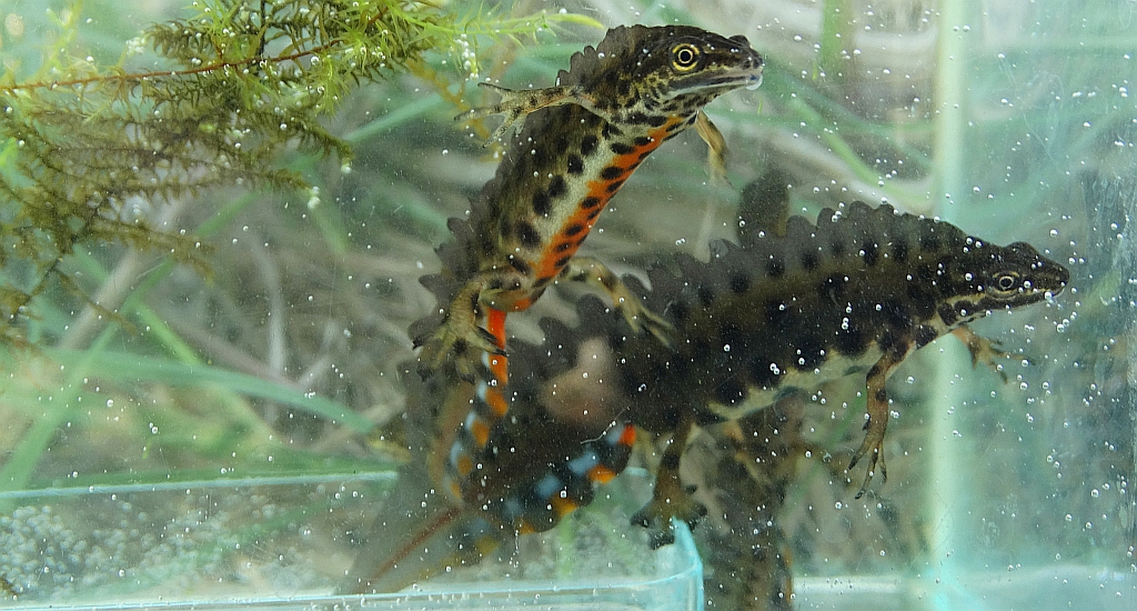 Traszka zwyczajna (Lissotriton vulgaris)
