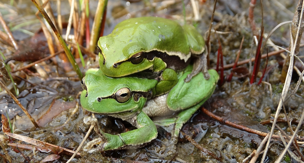 Rzekotka drzewna (Hyla arborea)