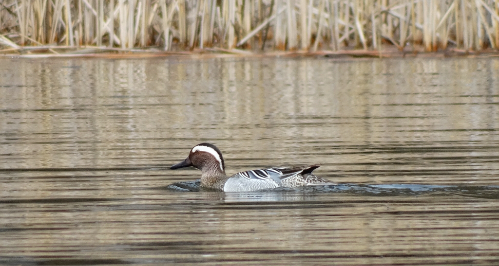 Cyranka (Anas querquedula)
