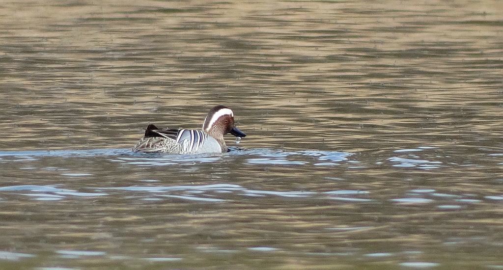 Cyranka (Anas querquedula)