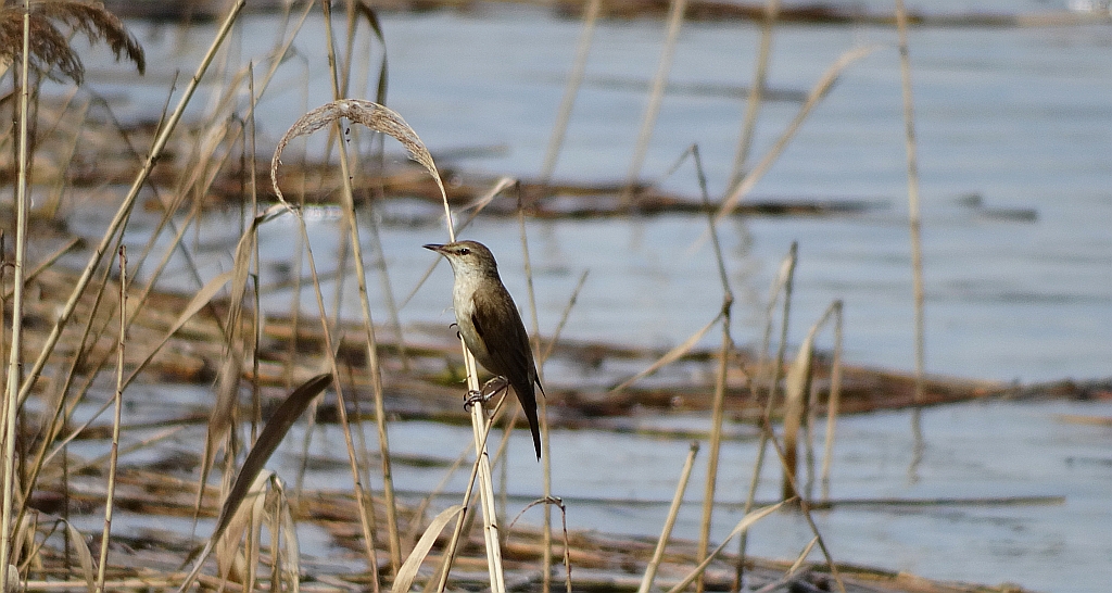 Trzciniak zwyczajny, trzciniak drozdówka (Acrocephalus arundinaceus)