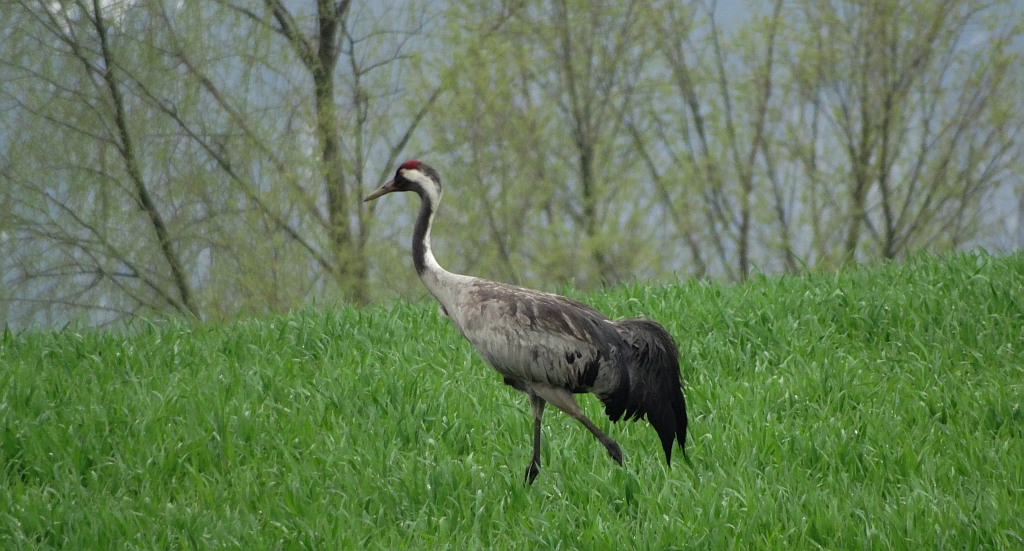 Żuraw, żuraw szary (Grus grus)