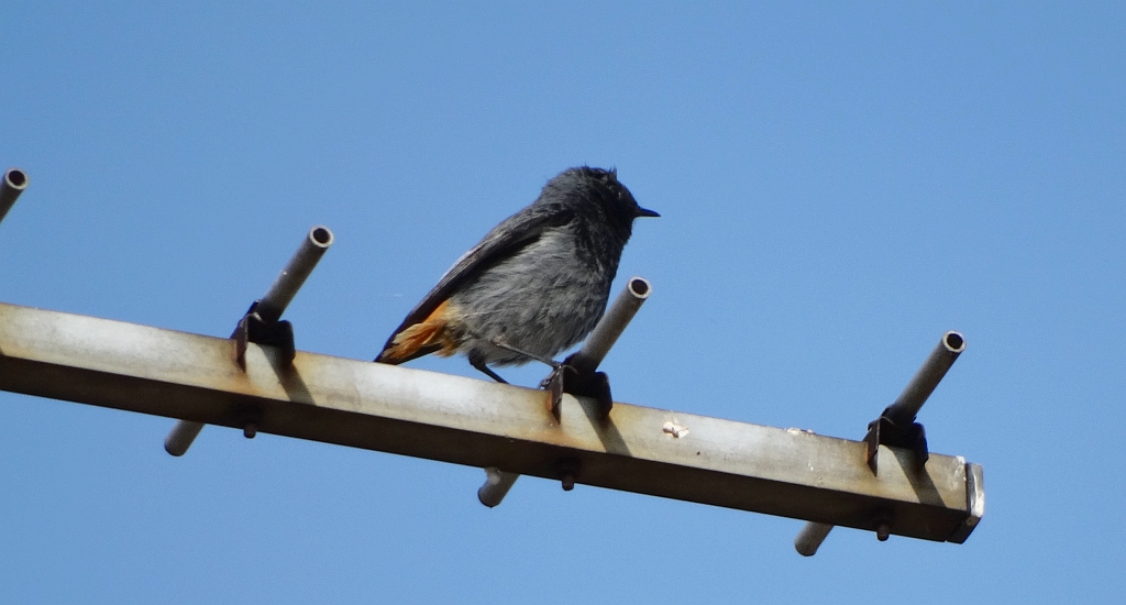 Kopciuszek zwyczajny, kopciuszek (Phoenicurus ochruros)