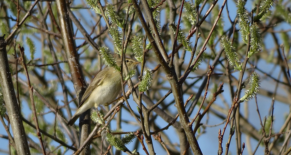 Świstunka leśna (Phylloscopus sibilatrix)