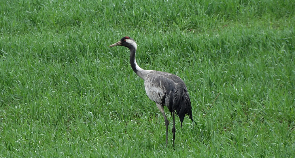 Żuraw, żuraw szary (Grus grus)