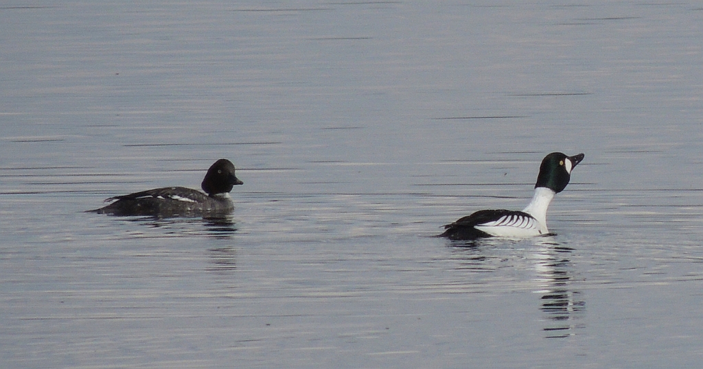 Gągoł, gągoł krzykliwy (Bucephala clangula)