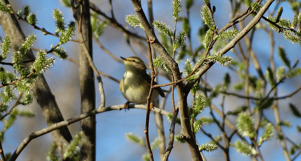 Świstunka leśna (Phylloscopus sibilatrix)