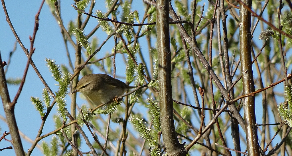 Świstunka leśna (Phylloscopus sibilatrix)