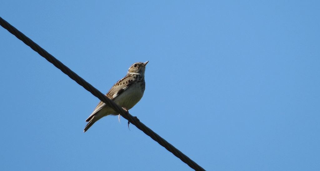 Lerka, skowronek borowy (Lullula arborea)