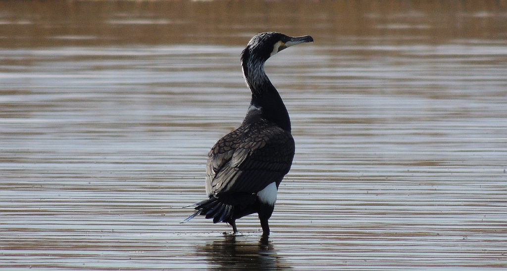 Kormoran zwyczajny, kormoran czarny (Phalacrocorax carbo)