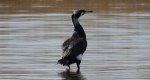 Kormoran zwyczajny, kormoran czarny (Phalacrocorax carbo)