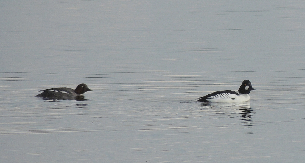 Gągoł, gągoł krzykliwy (Bucephala clangula)