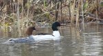 Nurogęś, tracz nurogęś (Mergus merganser)