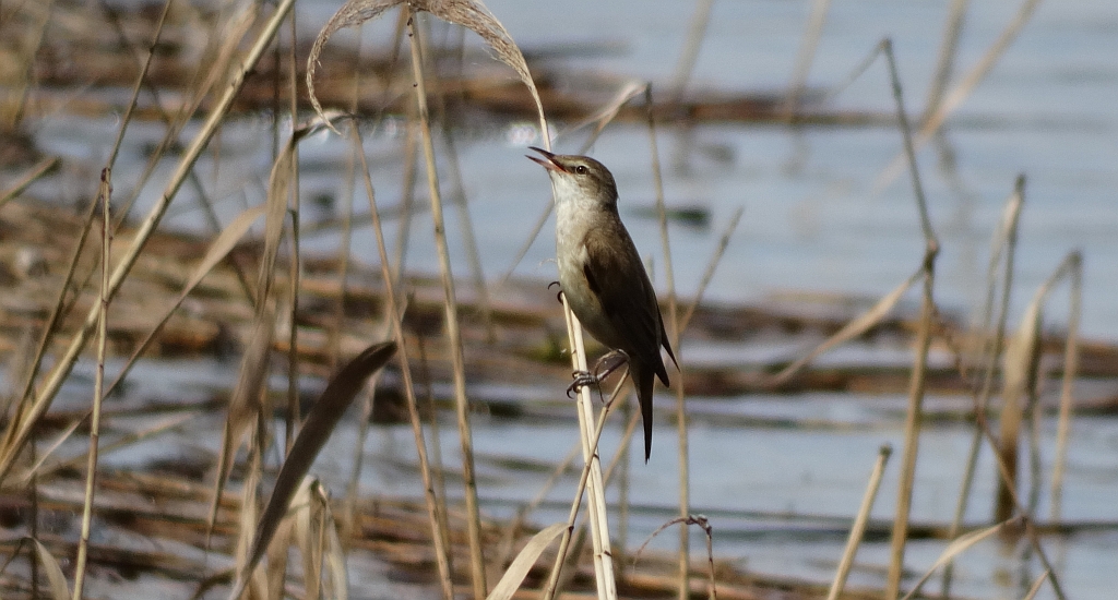 Trzciniak zwyczajny, trzciniak drozdówka (Acrocephalus arundinaceus)