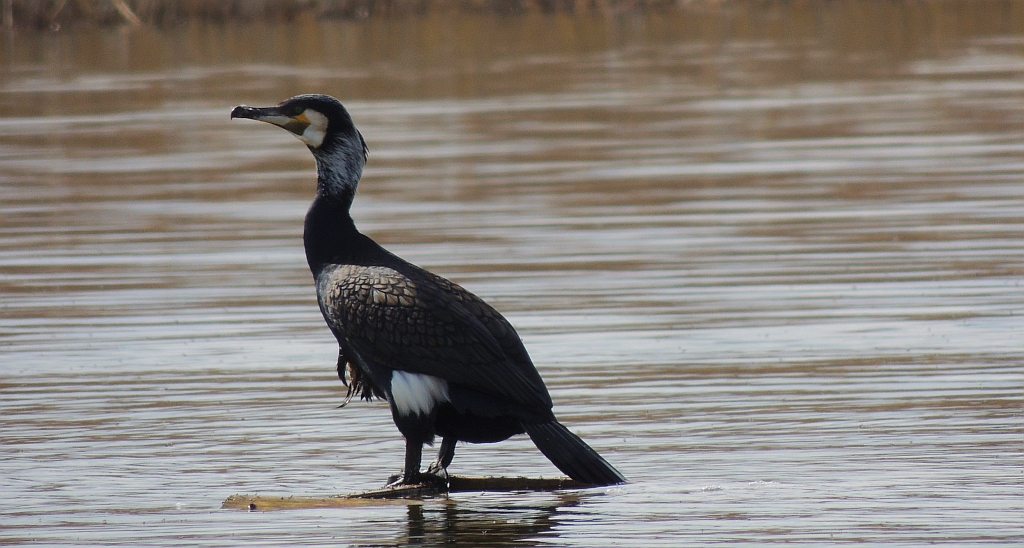 Kormoran zwyczajny, kormoran czarny (Phalacrocorax carbo)