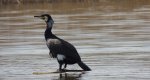 Kormoran zwyczajny, kormoran czarny (Phalacrocorax carbo)