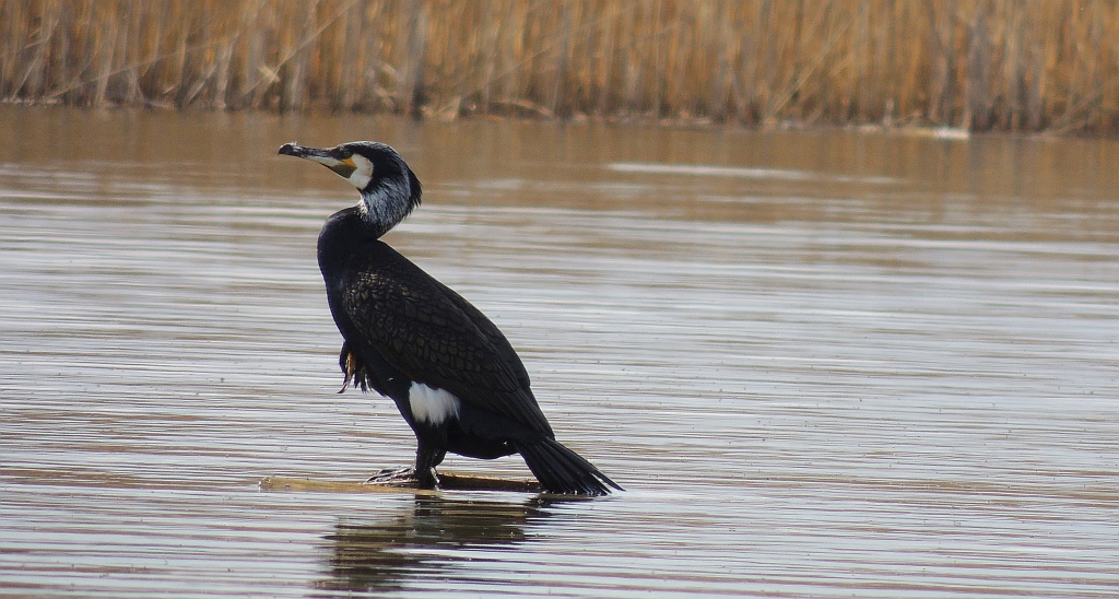 Kormoran zwyczajny, kormoran czarny (Phalacrocorax carbo)