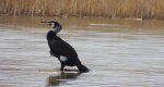 Kormoran zwyczajny, kormoran czarny (Phalacrocorax carbo)