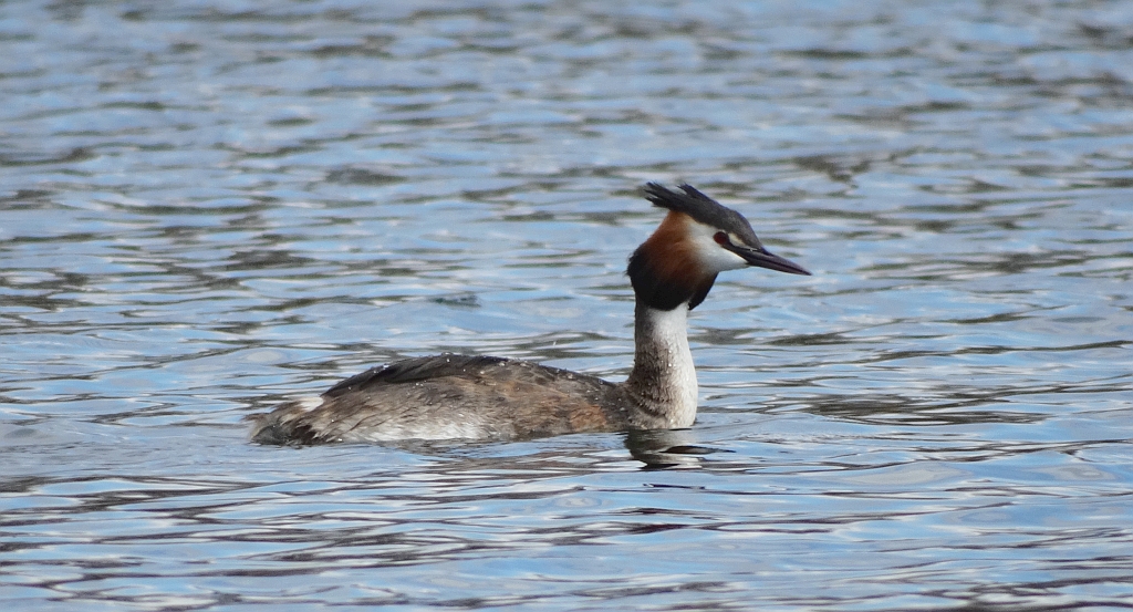 Perkoz dwuczuby (Podiceps cristatus)