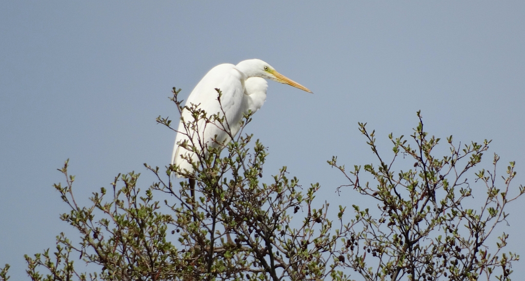 Czapla biała (Ardea alba)