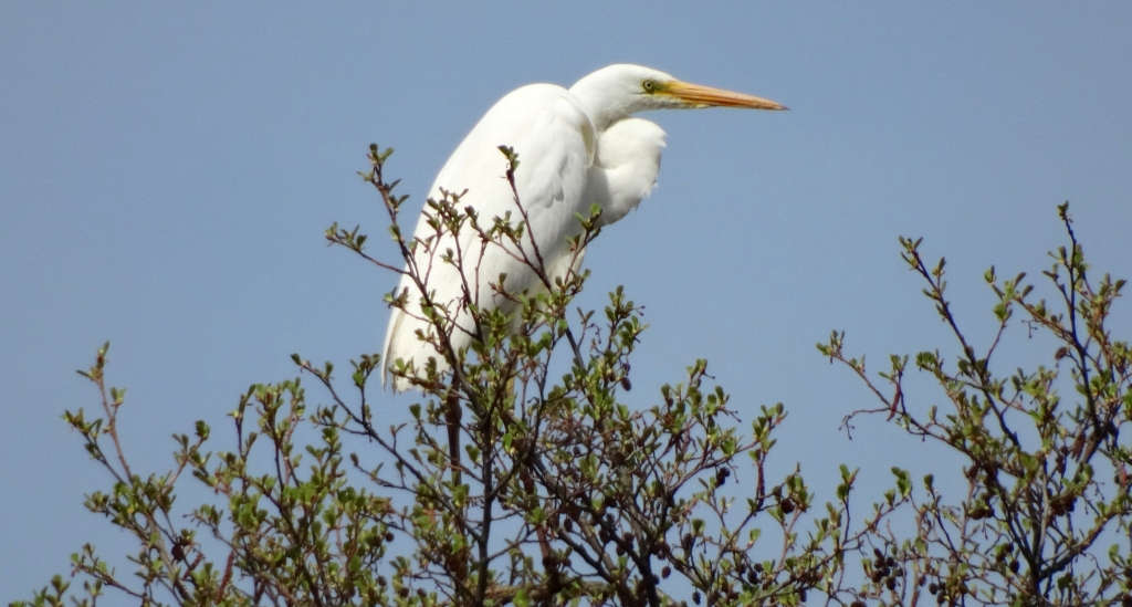 Czapla biała (Ardea alba)