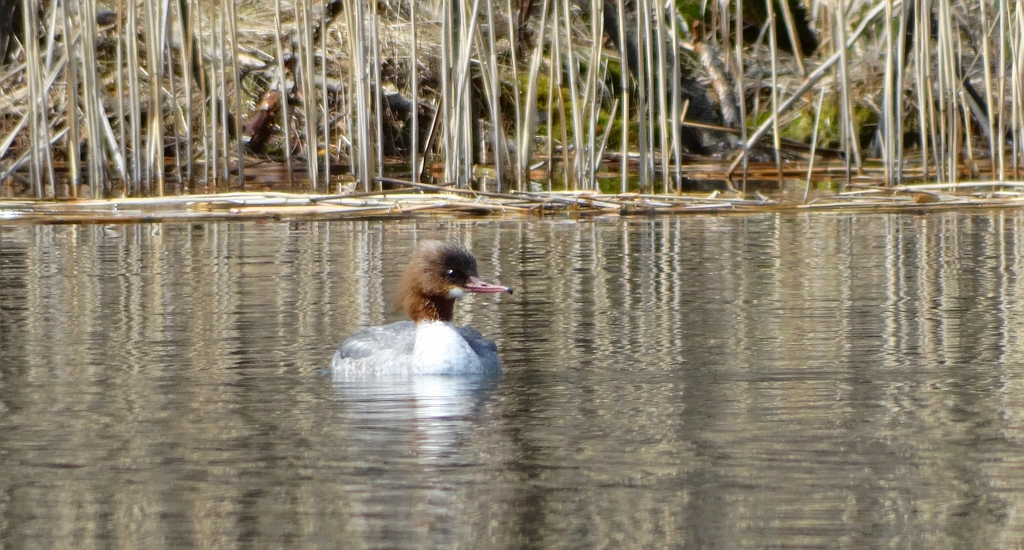 Nurogęś, tracz nurogęś (Mergus merganser)