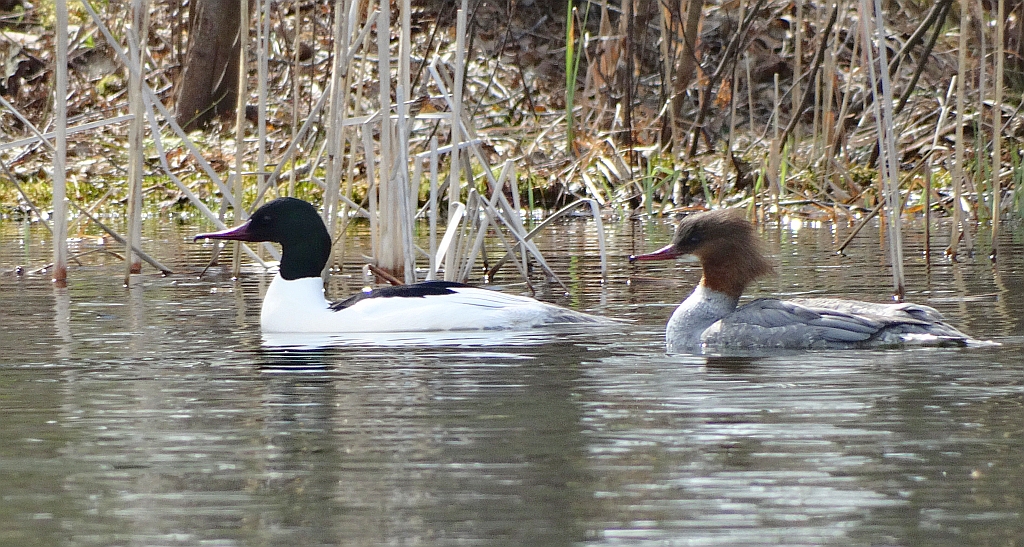 Nurogęś, tracz nurogęś (Mergus merganser)
