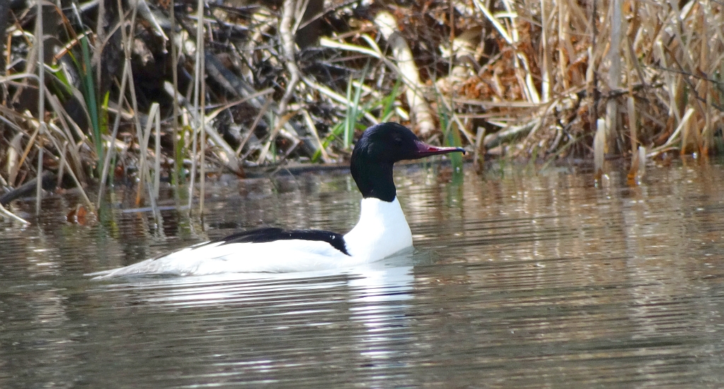 Nurogęś, tracz nurogęś (Mergus merganser)