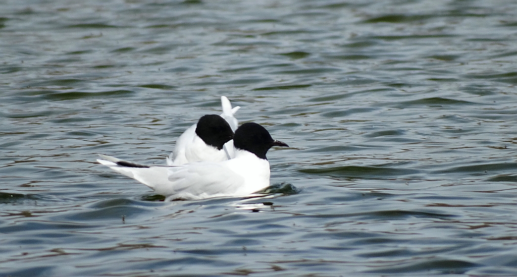 Mewa mała (Hydrocoloeus minutus)