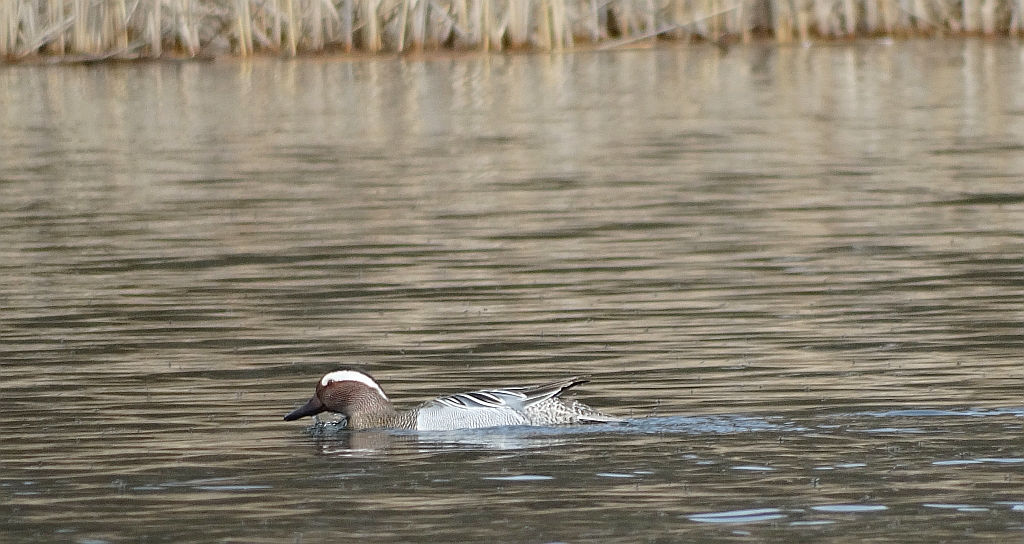 Cyranka (Anas querquedula)
