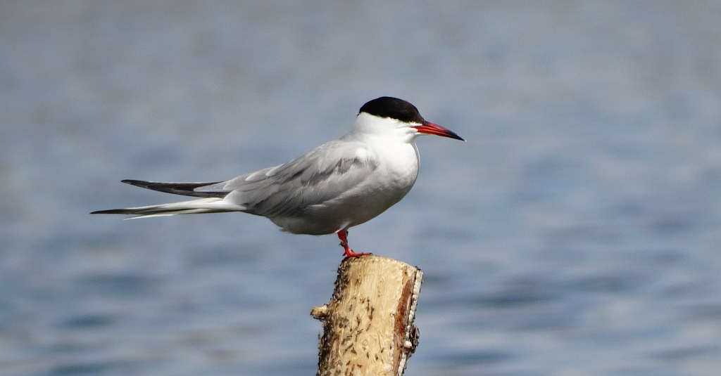 Rybitwa rzeczna, rybitwa zwyczajna (Sterna hirundo)