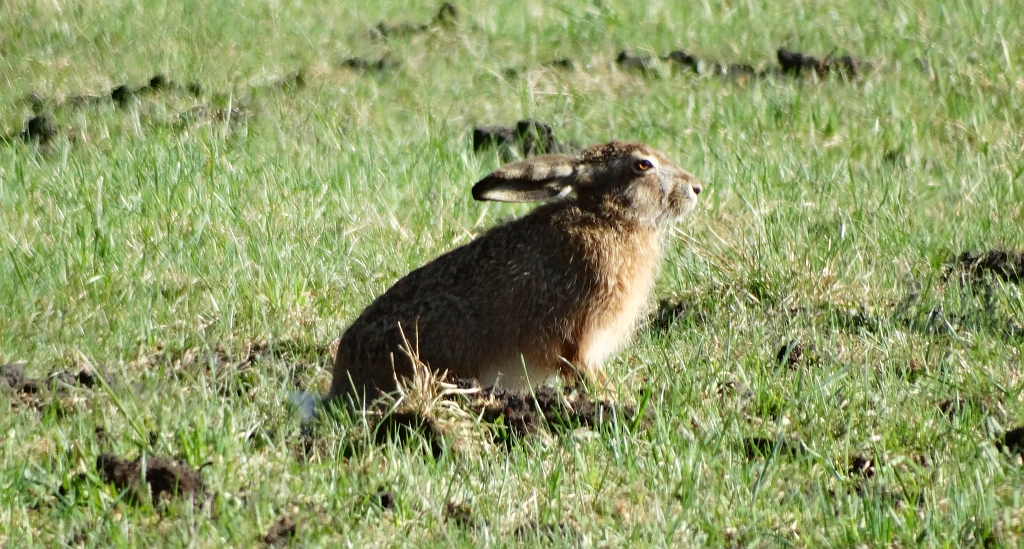 Zając szarak (Lepus europaeus)