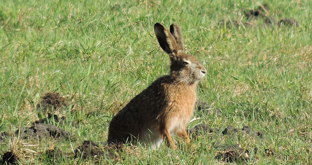 Zając szarak (Lepus europaeus)