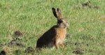 Zając szarak (Lepus europaeus)