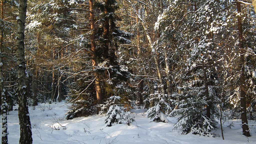W połowie drogi z Niwodnicy Kościelnej do Koryckiej