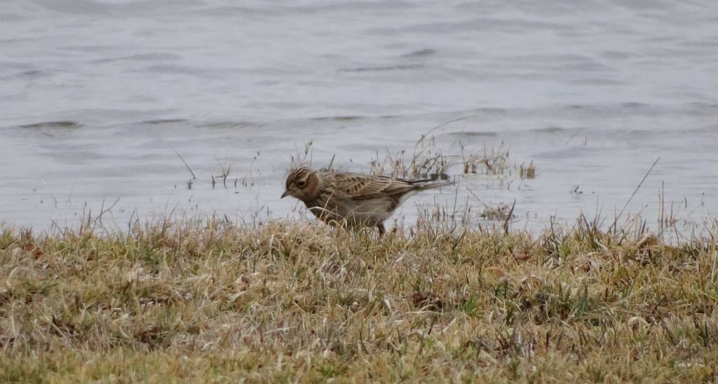 Skowronek zwyczajny, skowronek polny, skowronek, rolak (Alauda arvensis)