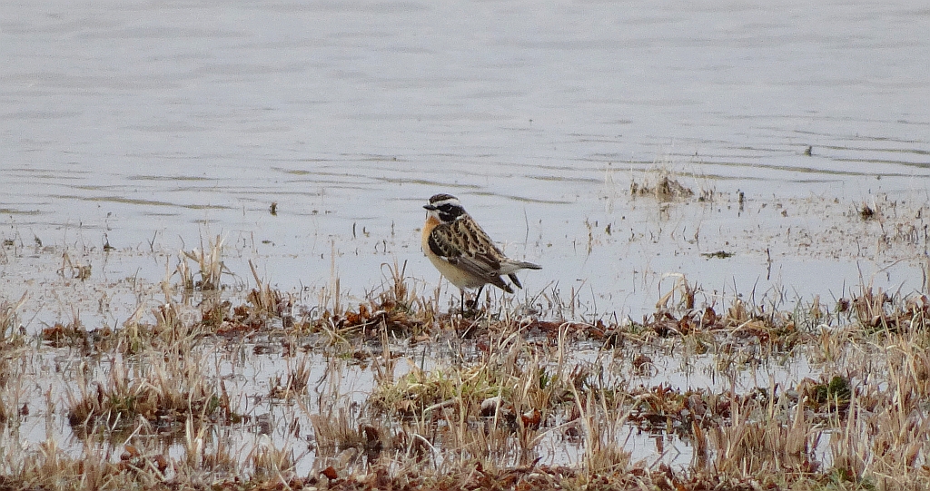 Pokląskwa (Saxicola rubetra)