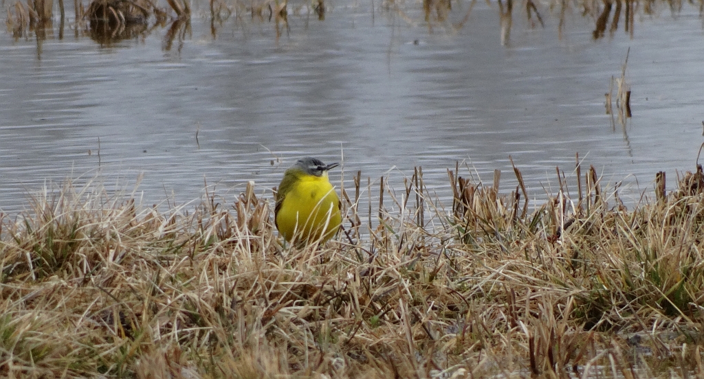 Pliszka żółta, wolarka (Motacilla flava)