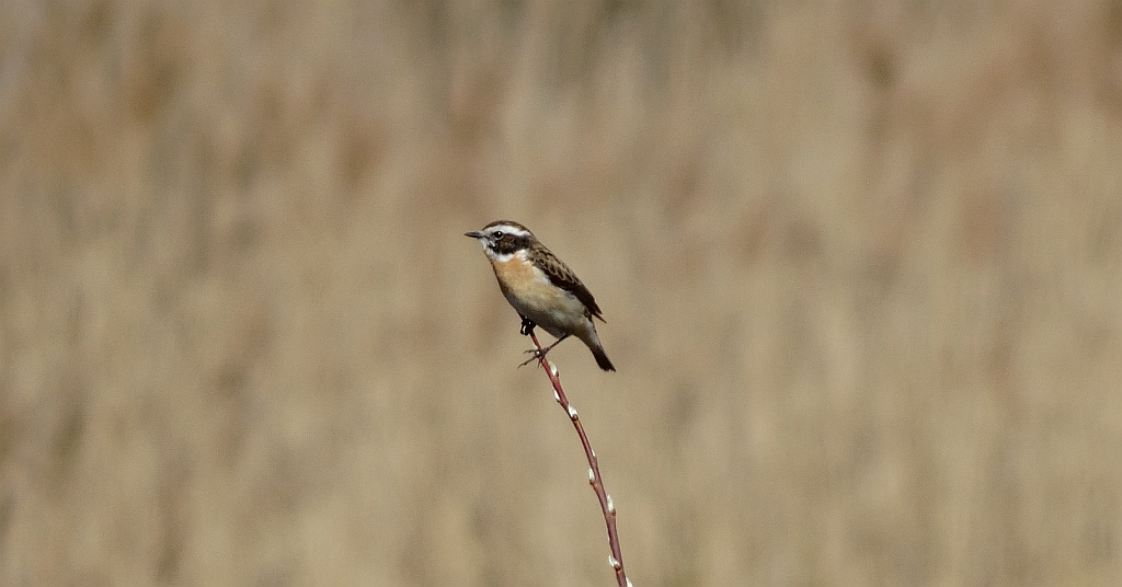 Pokląskwa (Saxicola rubetra)