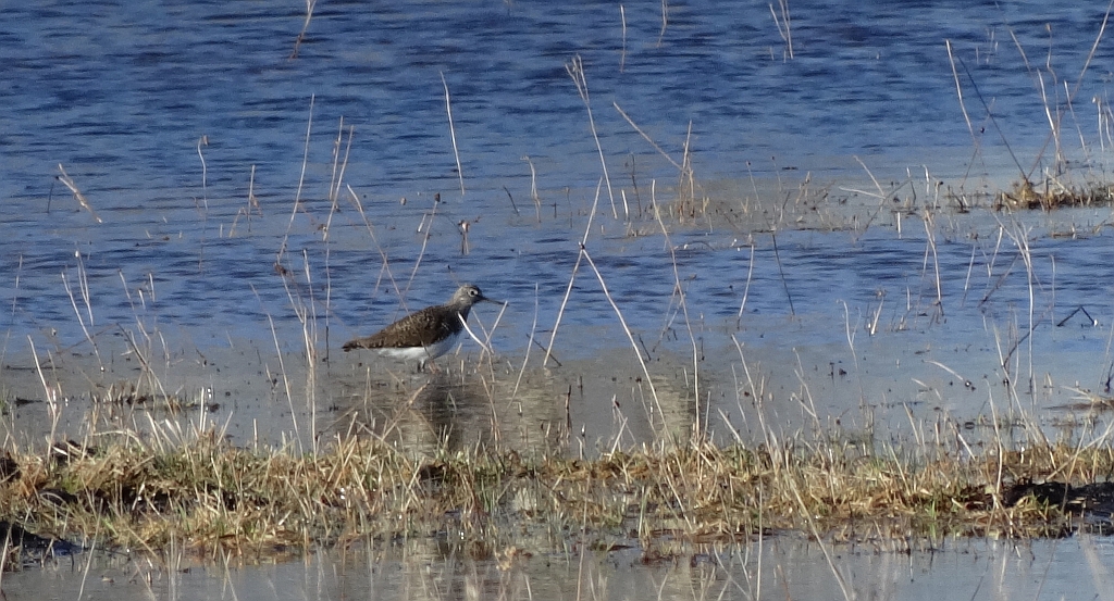 Samotnik, brodziec samotny, stalugwa (Tringa ochropus)