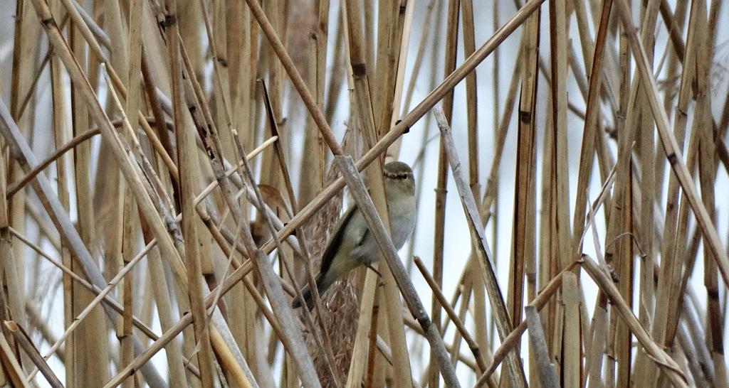Pierwiosnek, pierwiosnek zwyczajny (Phylloscopus collybita)